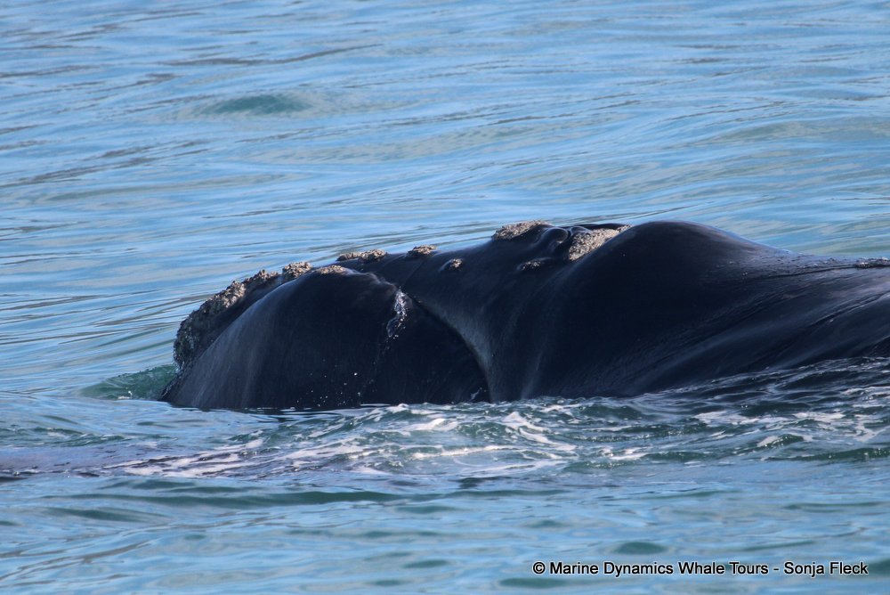 Southern right whale, whale watching, gansbaai, south africa,