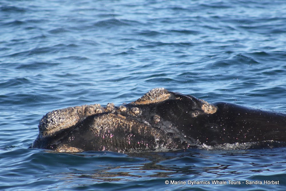 Southern right whale, whale watching, gansbaai, south africa,