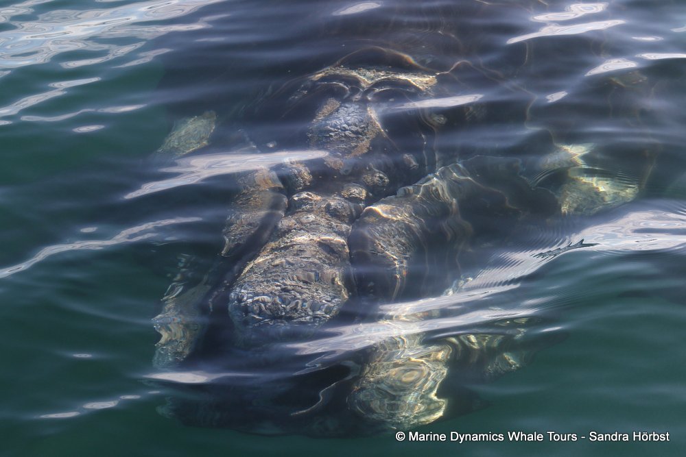 Southern right whale, whale watching, gansbaai, south africa,