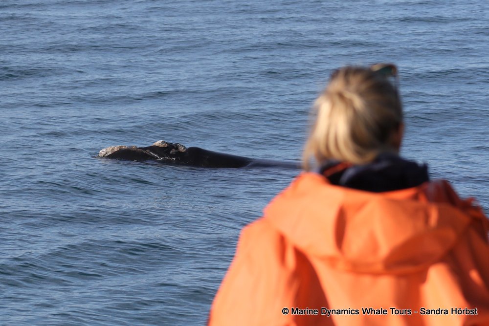 Southern right whale, whale watching, gansbaai, south africa,