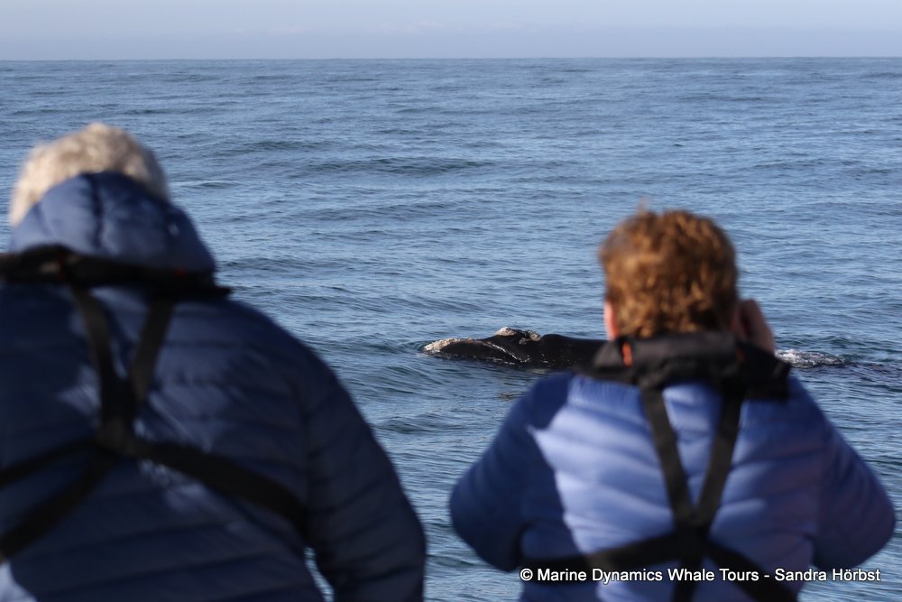 Southern right whale, whale watching, gansbaai, south africa,