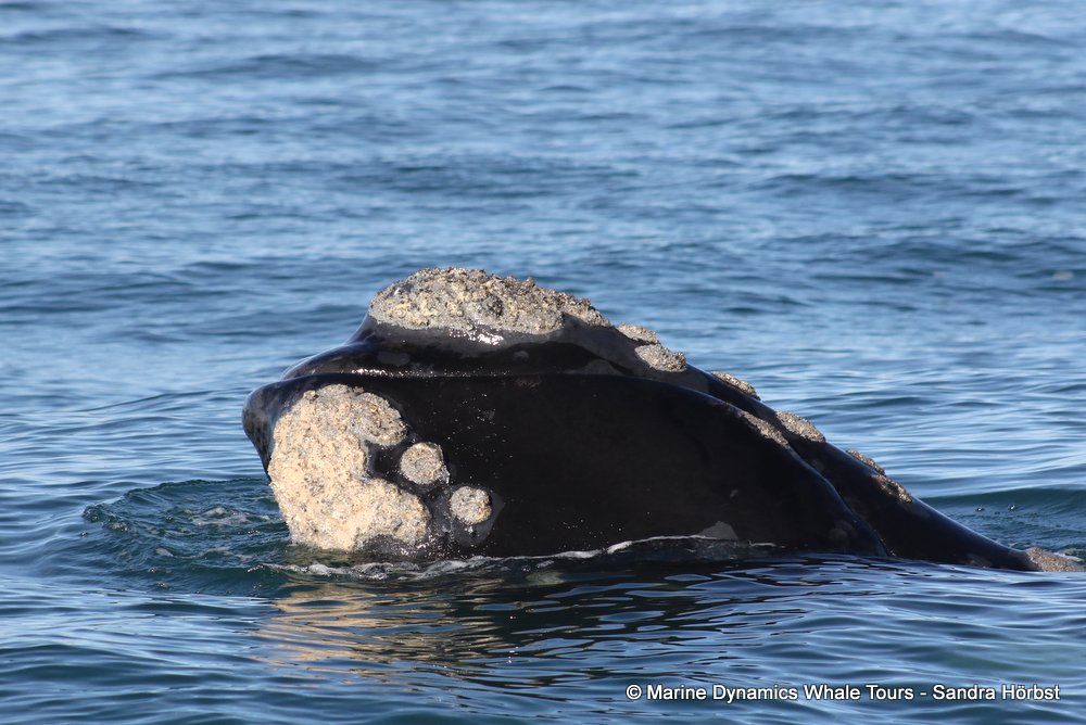 Southern right whale, whale watching, gansbaai, south africa,
