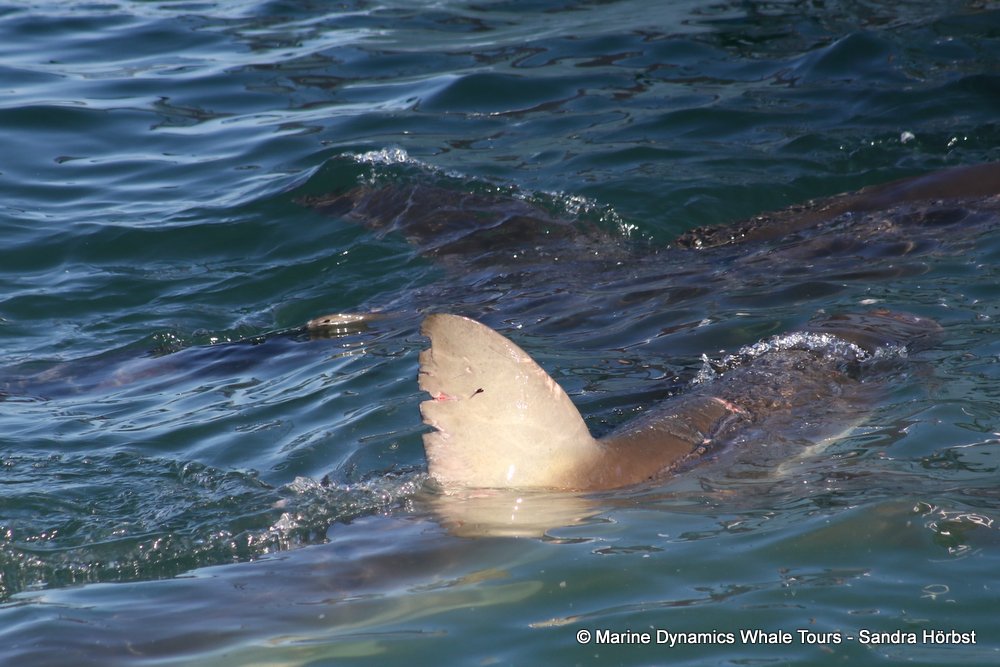 bronze whaler shark, whale watching, gansbaai, south africa,