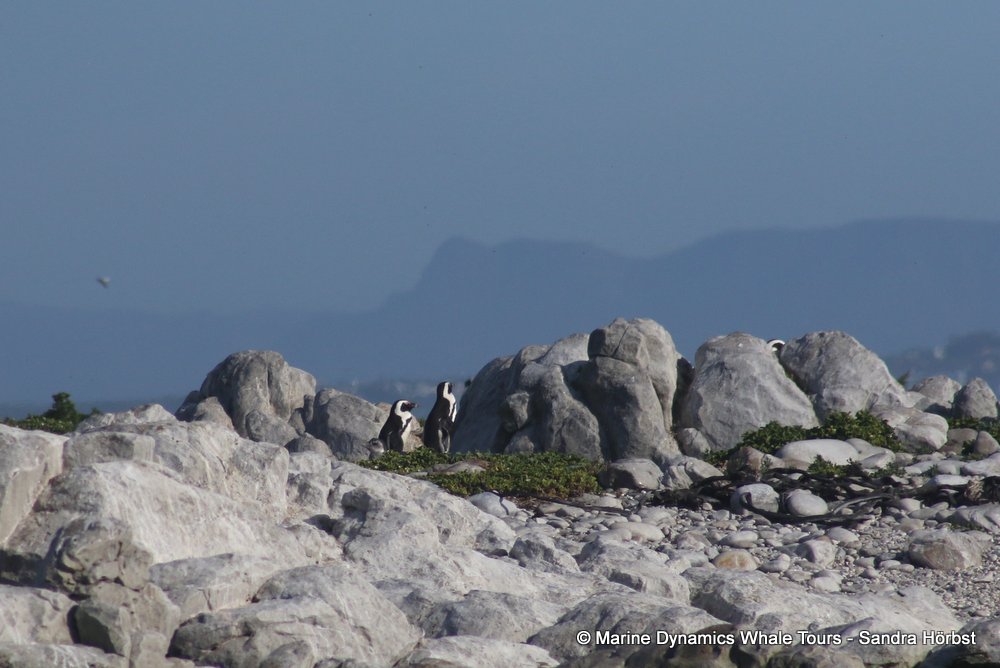 penguins, whale watching, gansbaai, south africa,