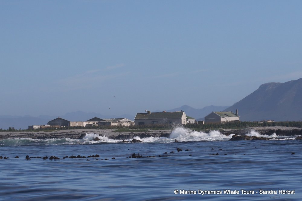dyer island, whale watching, gansbaai, south africa,