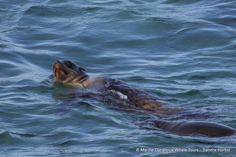 cape fur seal, whale watching, gansbaai, south africa