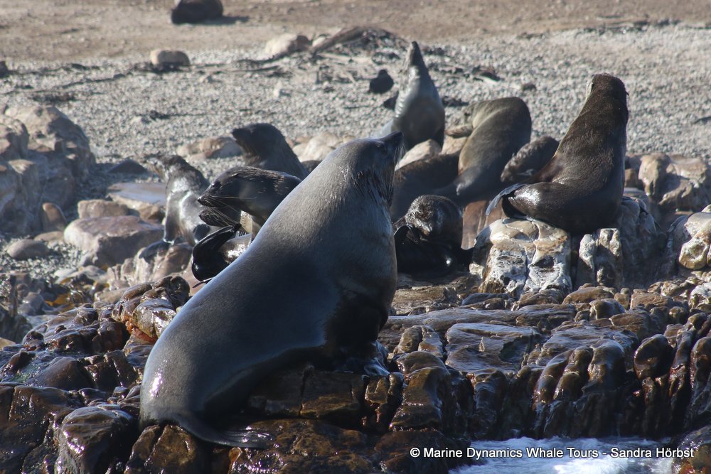 cape fur seal, whale watching, gansbaai, south africa