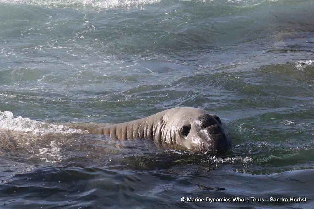 elephant seal, whale watching, gansbaai, south africa