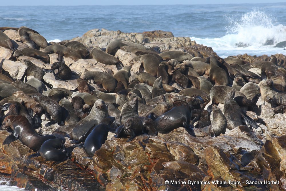 cape fur seal colony, whale watching, gansbaai, south africa,