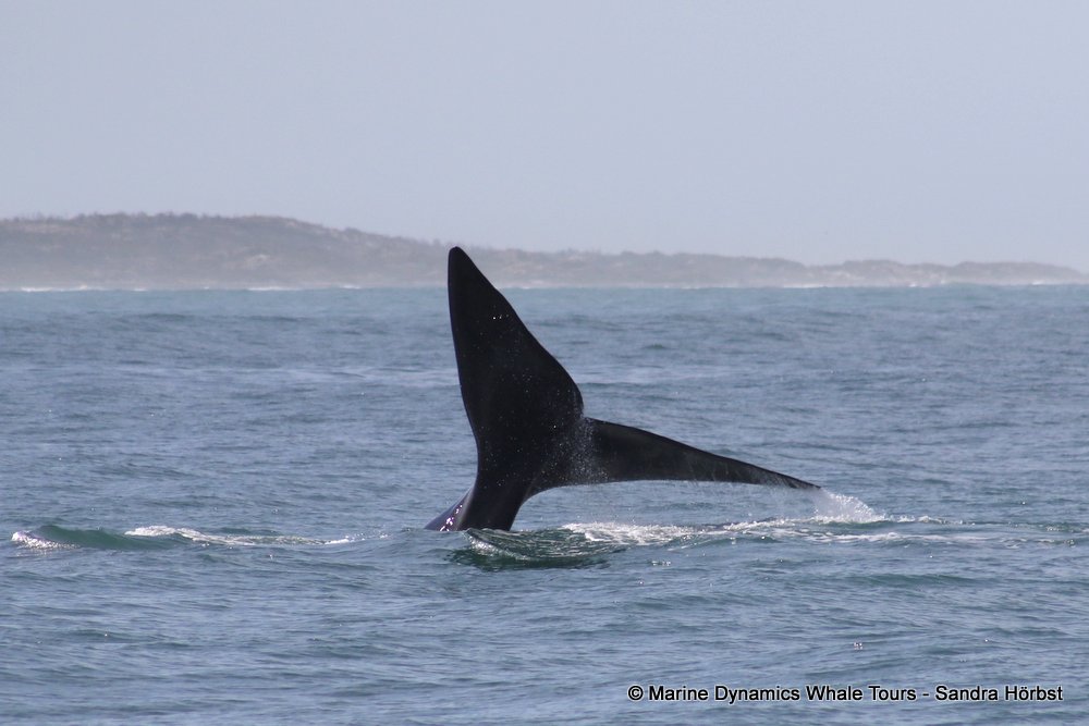Southern right whale, whale watching, gansbaai, south africa,