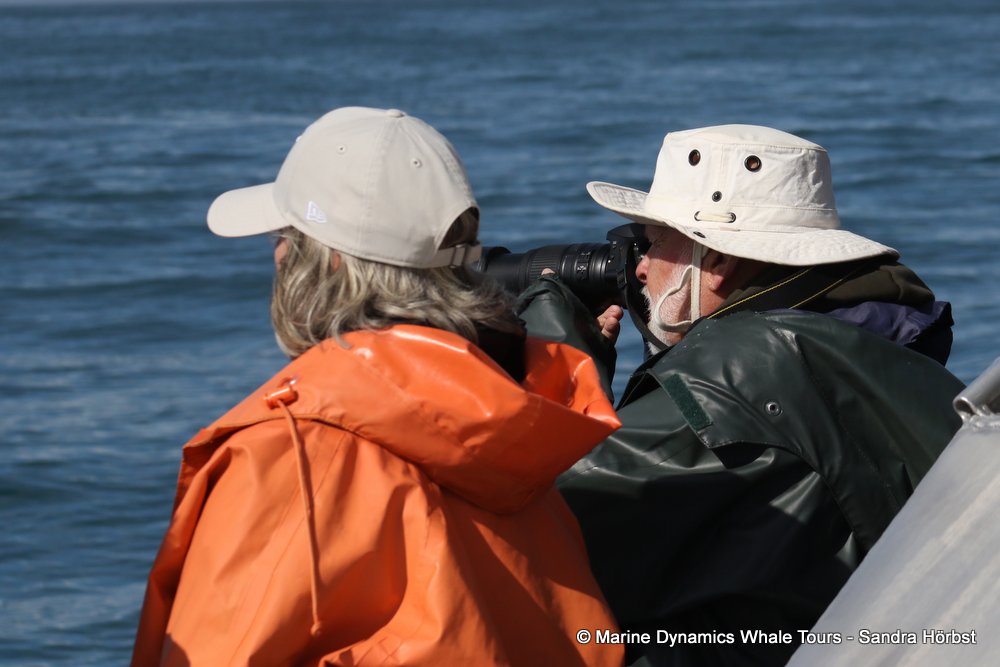 people, whale watching, gansbaai, south africa