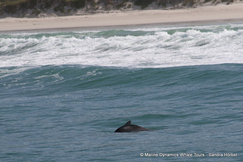 humpback dolphin, whale watching, gansbaai, south africa
