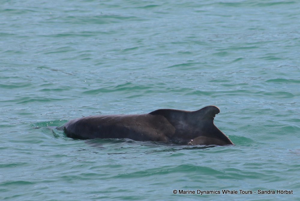 humpback dolphin, whale watching, gansbaai, south africa