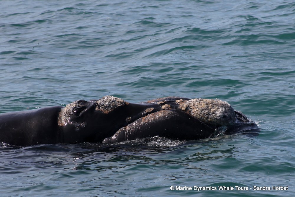 Southern right whale, whale watching, gansbaai, south africa,