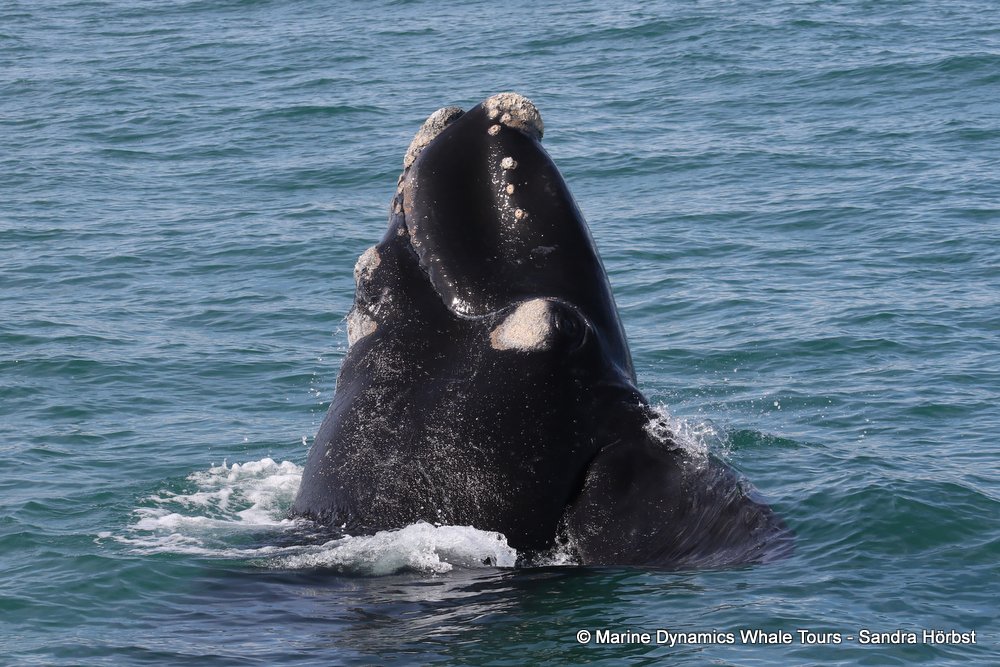 Southern right whale, whale watching, gansbaai, south africa,