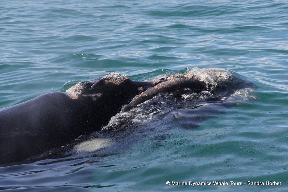 Southern right whale, whale watching, gansbaai, south africa,