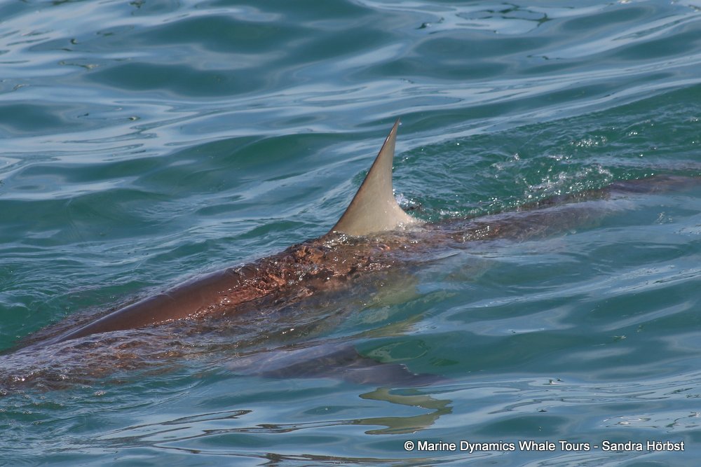 bronze whaler shark, whale watching, gansbaai, south africa,
