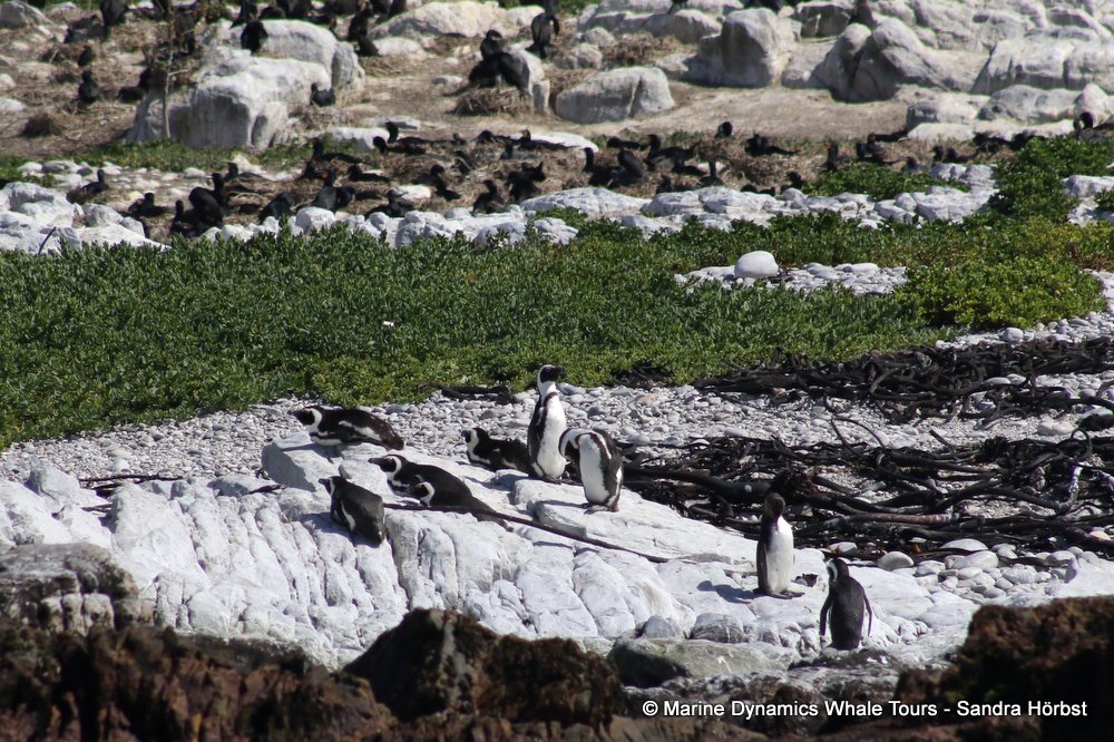 penguins, whale watching, gansbaai, south africa,