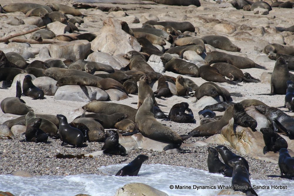 cape fur seal, whale watching, gansbaai, south africa