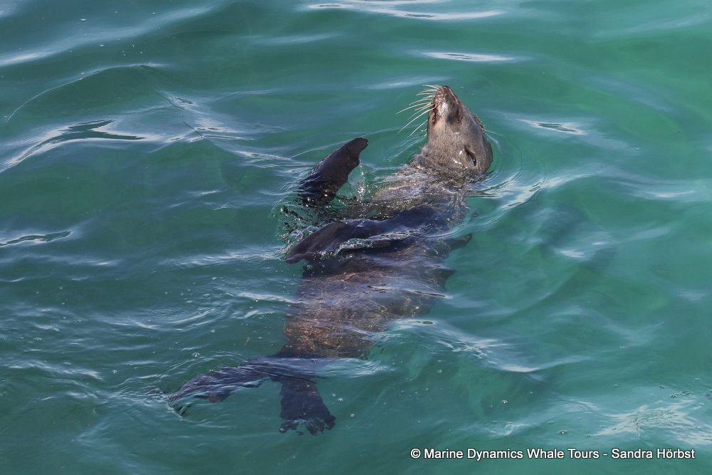 cape fur seal, whale watching, gansbaai, south africa