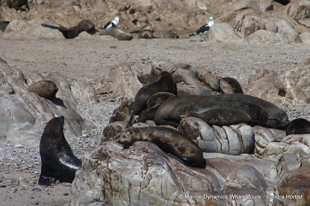 cape fur seal, whale watching, gansbaai, south africa