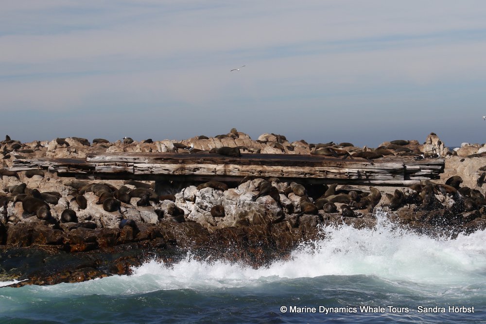 cape fur seal, whale watching, gansbaai, south africa