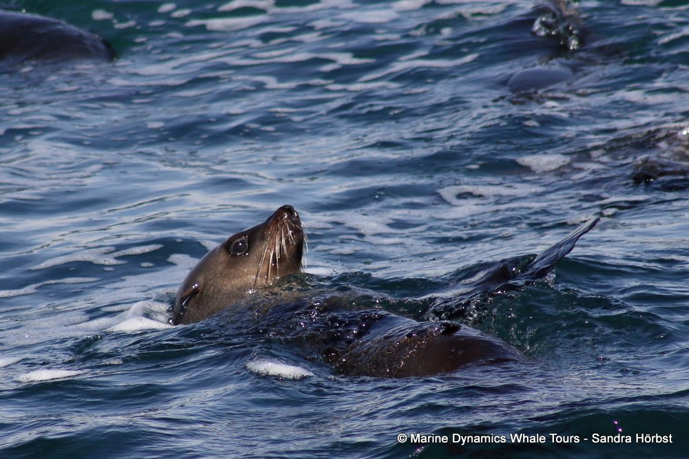 cape fur seal, whale watching, gansbaai, south africa