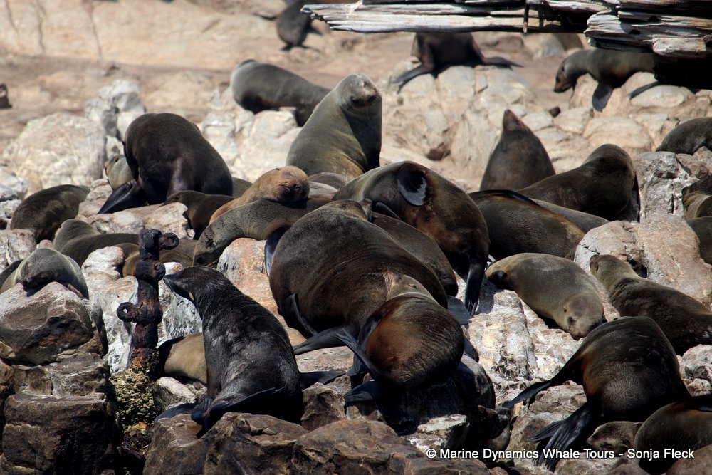 cape fur seal, whale watching, gansbaai, south africa