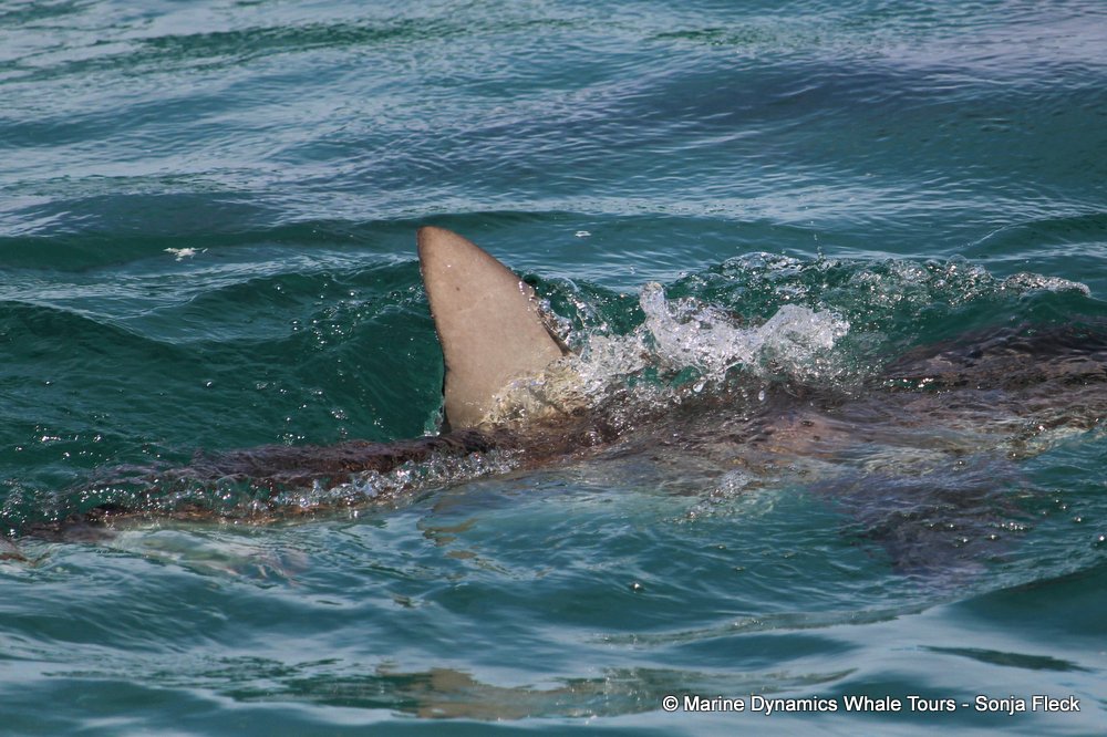 bronze whaler shark, whale watching, gansbaai, south africa,