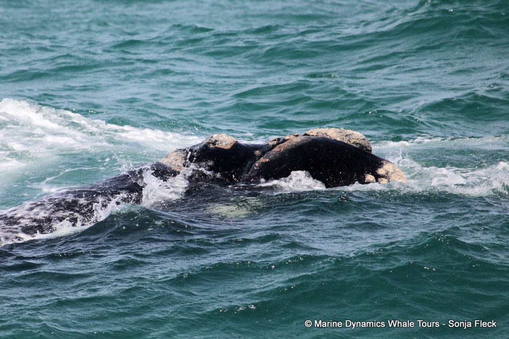 Southern right whale, whale watching, gansbaai, south africa,
