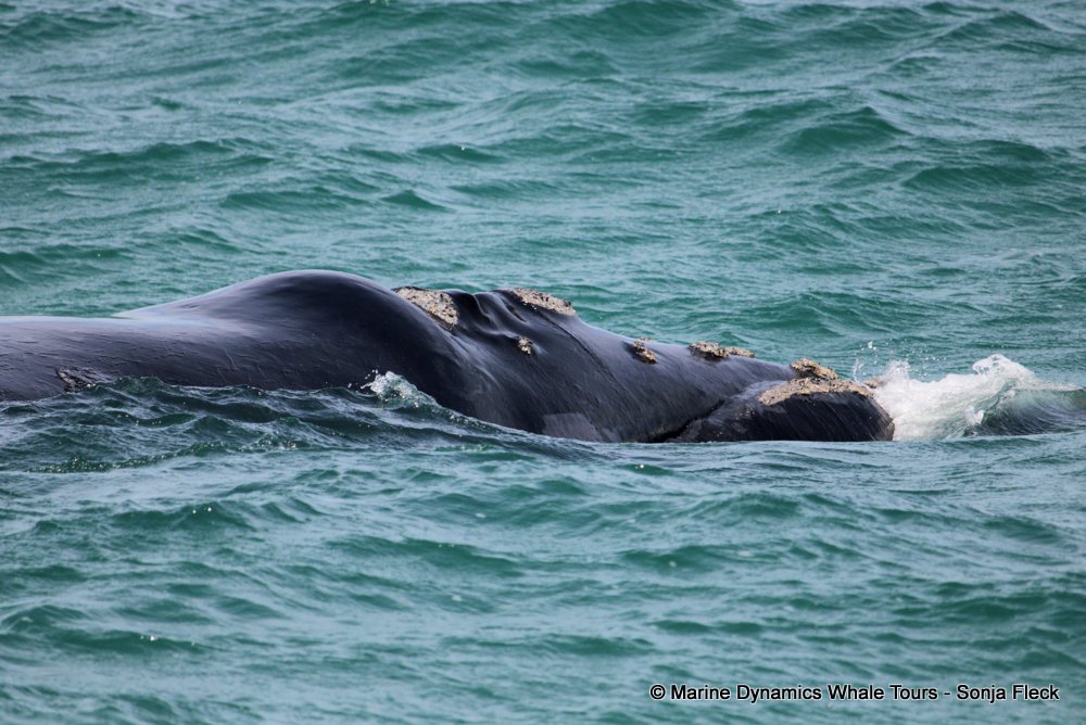 Southern right whale, whale watching, gansbaai, south africa,