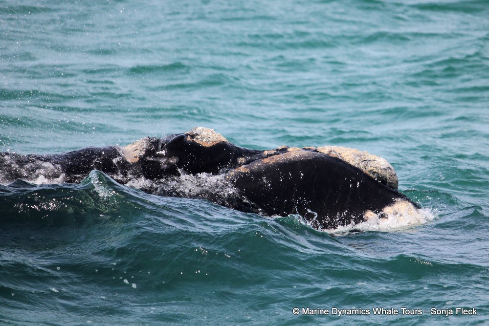 Southern right whale, whale watching, gansbaai, south africa,