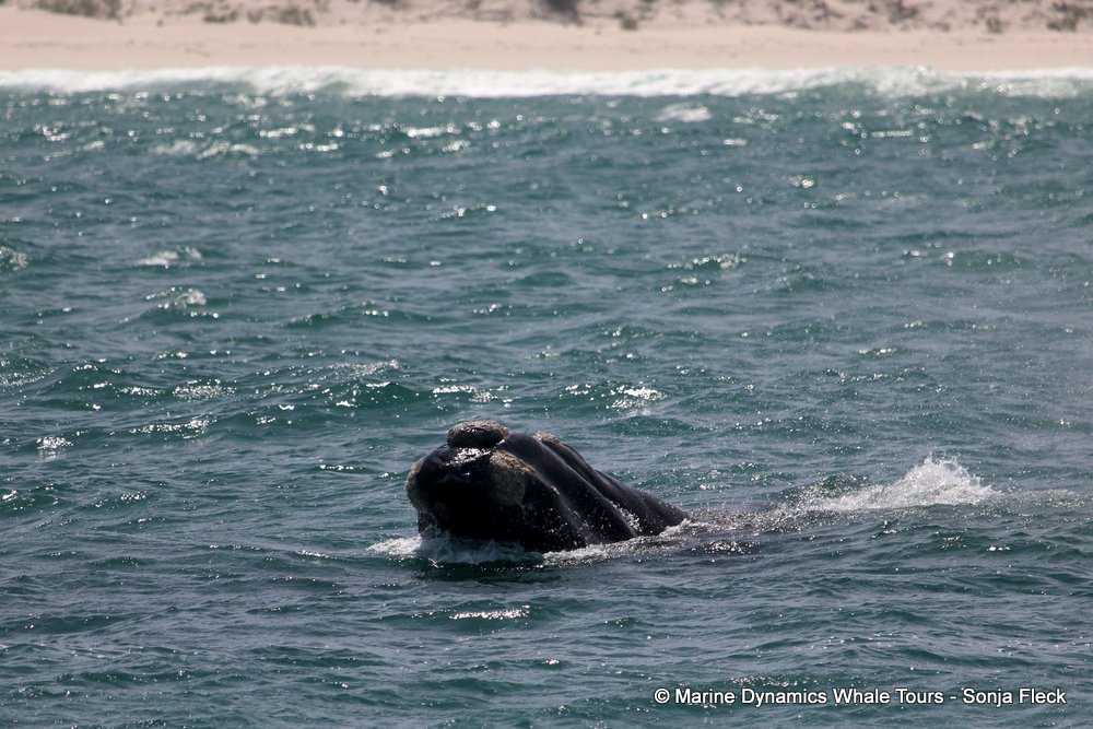 Southern right whale, whale watching, gansbaai, south africa,