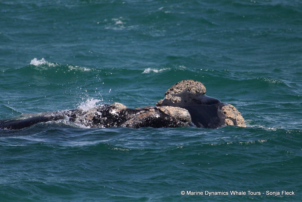 Southern right whale, whale watching, gansbaai, south africa,