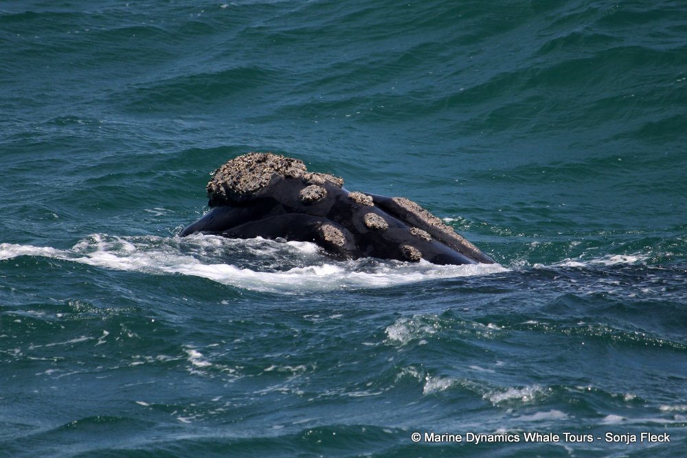 Southern right whale, whale watching, gansbaai, south africa,