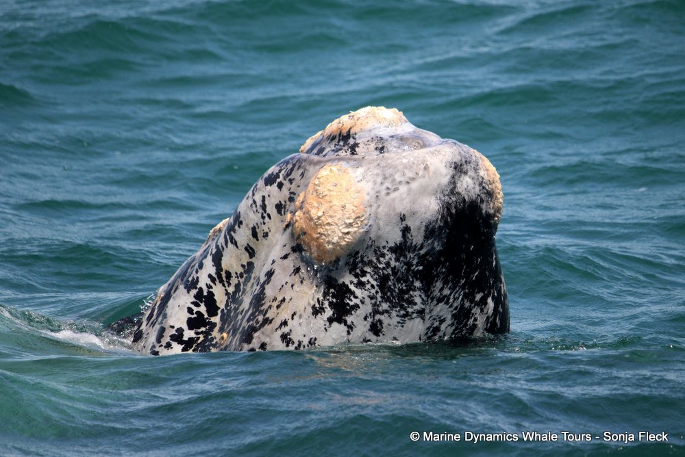 Southern right whale, whale watching, gansbaai, south africa,
