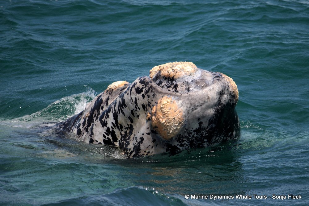 Southern right whale, whale watching, gansbaai, south africa,