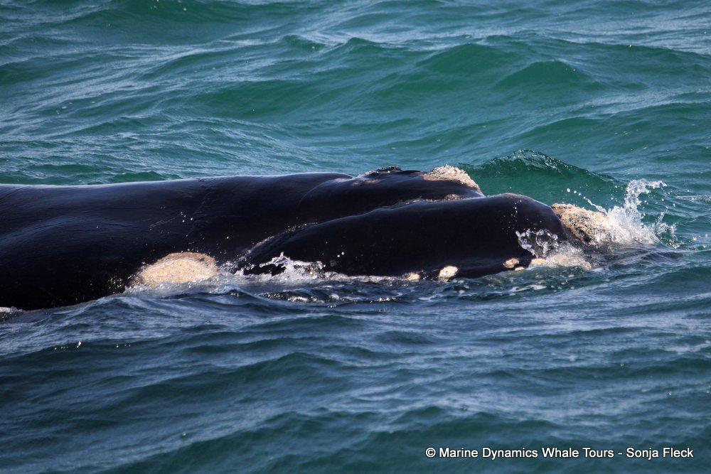 Southern right whale, whale watching, gansbaai, south africa,
