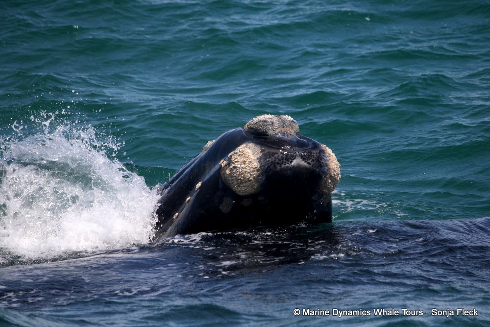 Southern right whale, whale watching, gansbaai, south africa,