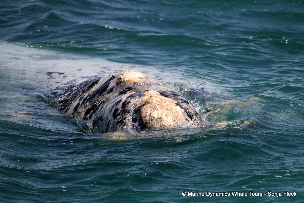 Southern right whale, whale watching, gansbaai, south africa,