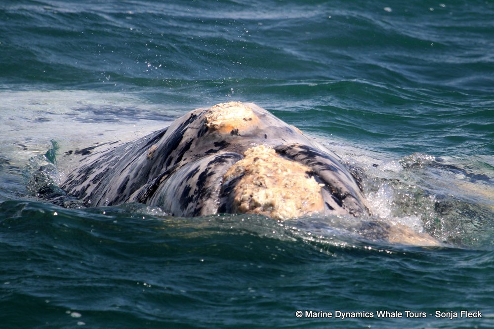 Southern right whale, whale watching, gansbaai, south africa,