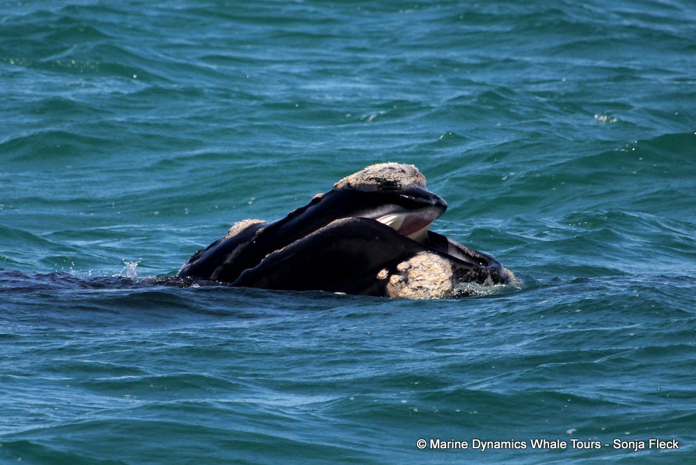 Southern right whale, whale watching, gansbaai, south africa,