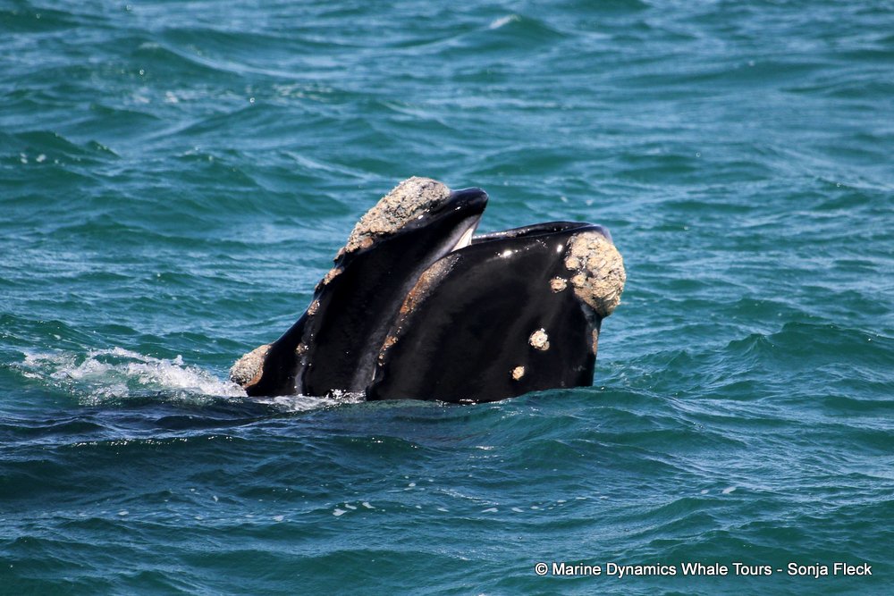 Southern right whale, whale watching, gansbaai, south africa,