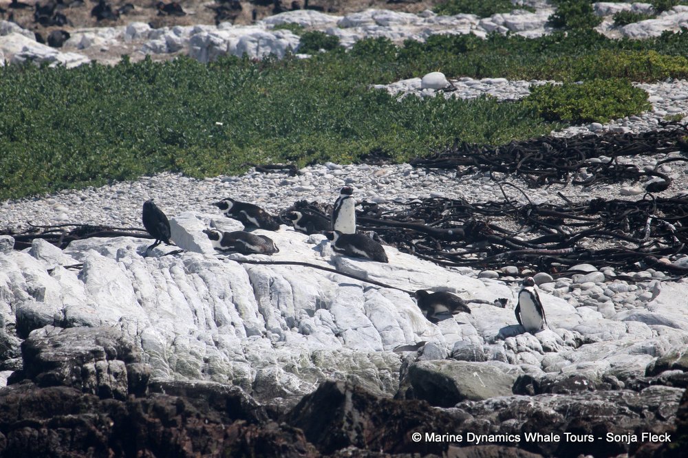 african penguin, whale watching, gansbaai, south africa