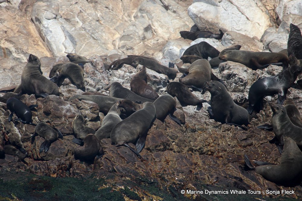 cape fur seal, whale watching, gansbaai, south africa