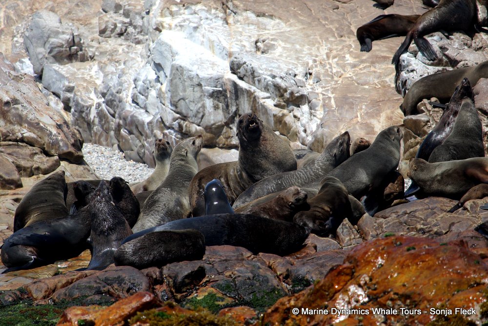 cape fur seal, whale watching, gansbaai, south africa