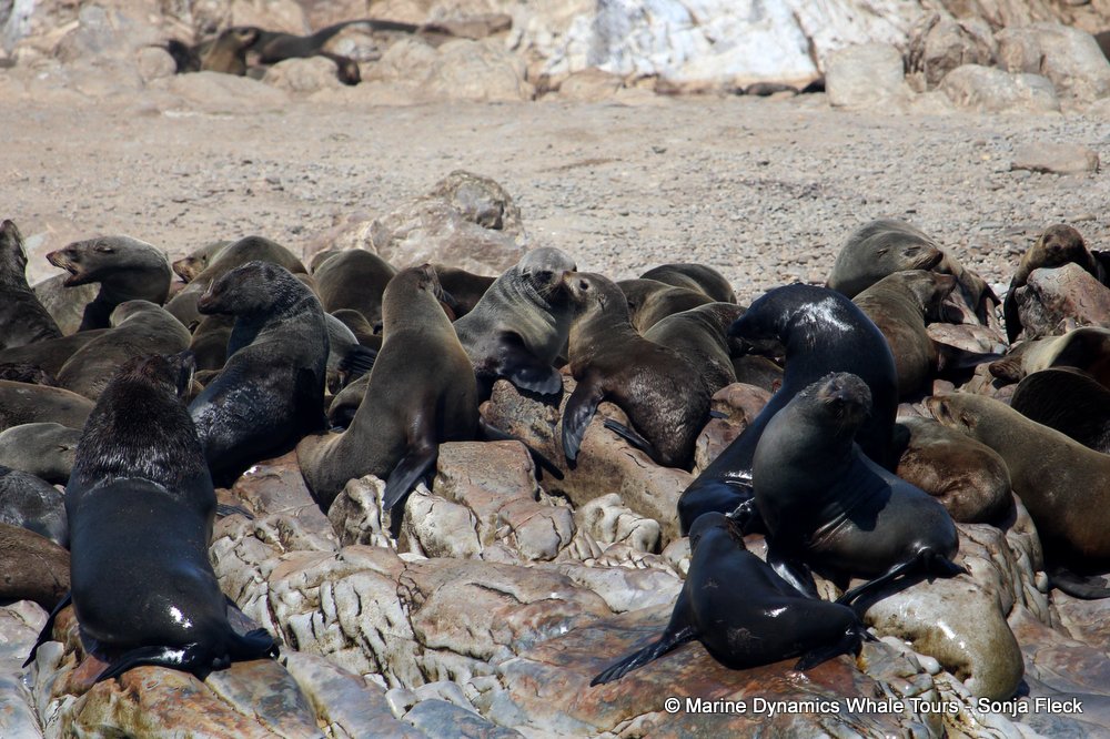 cape fur seal, whale watching, gansbaai, south africa