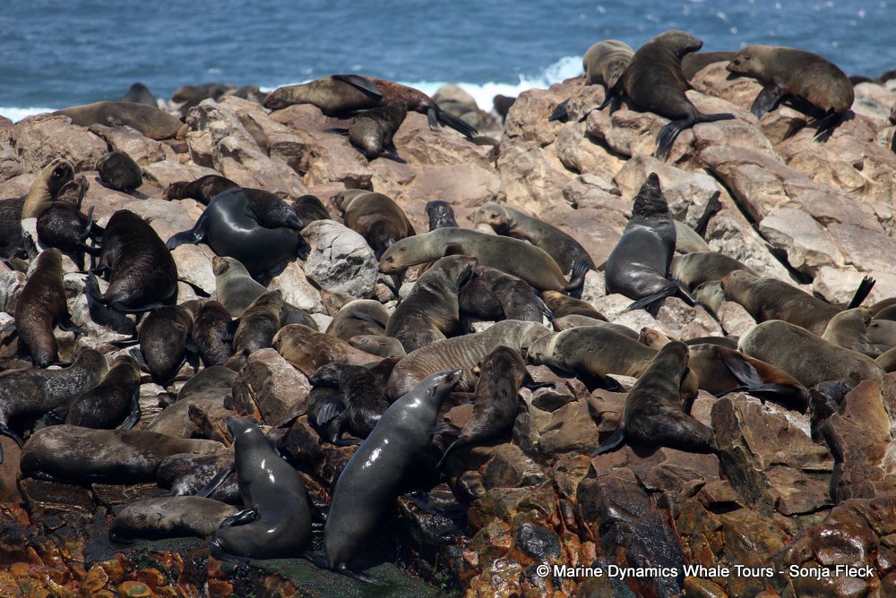 cape fur seal, whale watching, gansbaai, south africa