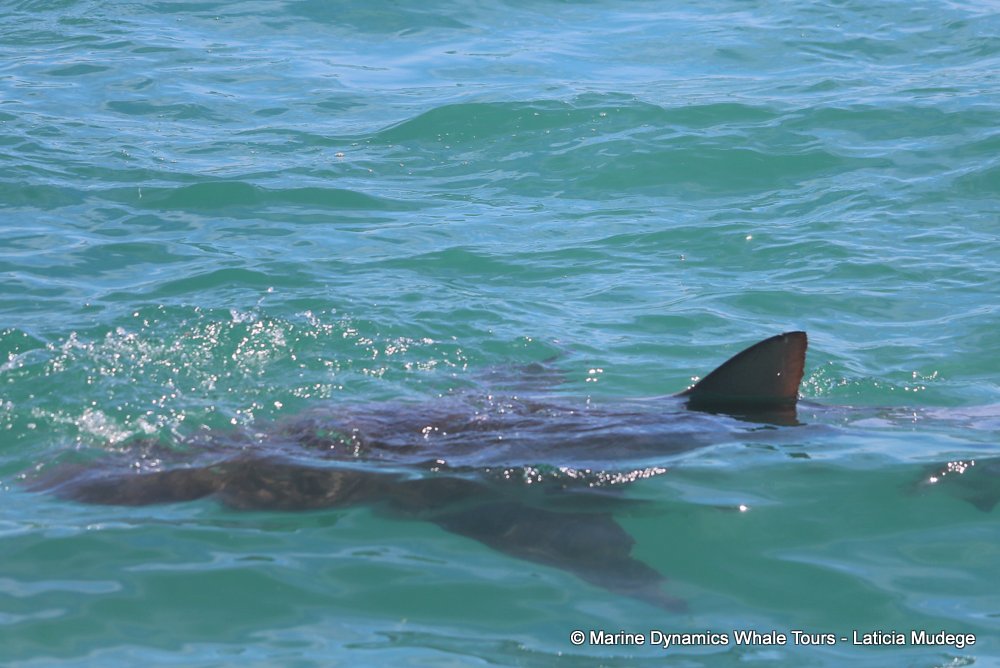 bronze whaler shark, whale watching, gansbaai, south africa,