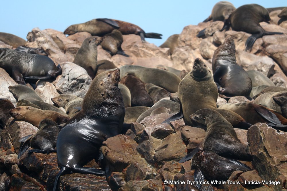 cape fur seal, whale watching, gansbaai, south africa